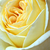 Żółty  - Róża wielkokwiatowa - Hybrid Tea - Golden Tower®